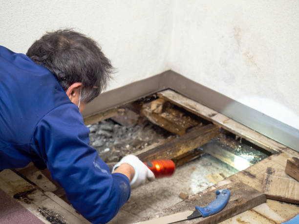 Best Crawl Space Mold Remediation in Edgard, LA