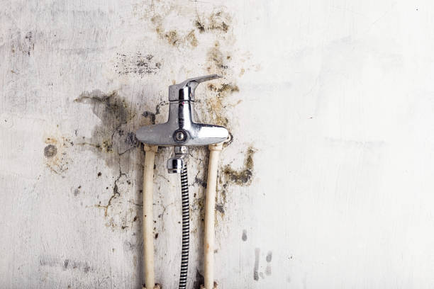 Best Mold Testing and Inspection Services in Edgard, LA