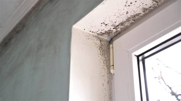 Best Residential Mold Remediation in Edgard, LA